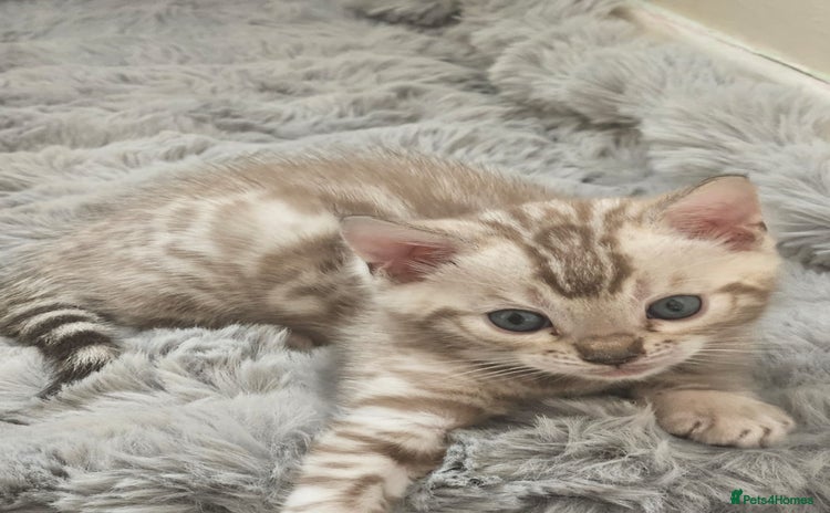 Bengal cats - Advert 16