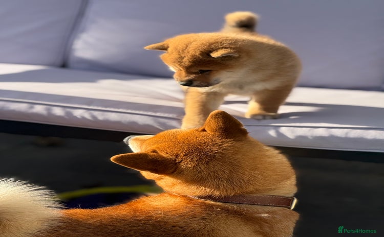 Japanese Shiba Inu dogs KC registered red Shiba Inu puppies clear DNA - Advert 2