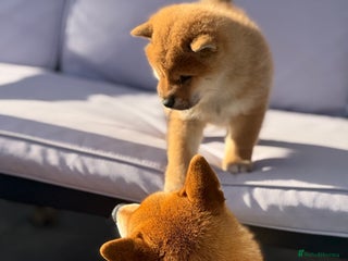 Japanese Shiba Inu dogs KC registered red Shiba Inu puppies clear DNA - Advert 7