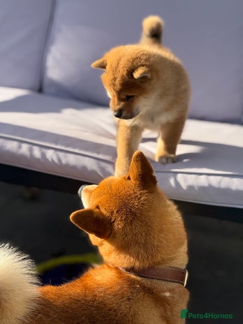 Japanese Shiba Inu dogs KC registered red Shiba Inu puppies clear DNA - Advert 1