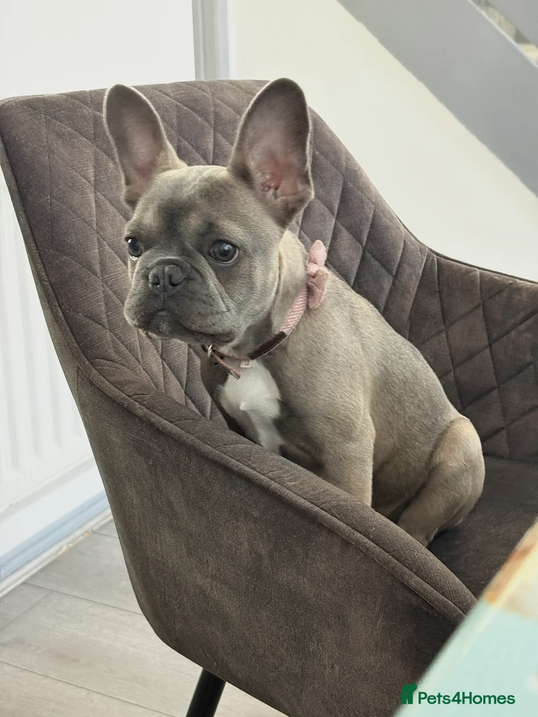 French Bulldog dogs for sale: Beautiful 7Month-Old Blue Fawn French Bulldog Girl - Advert 2