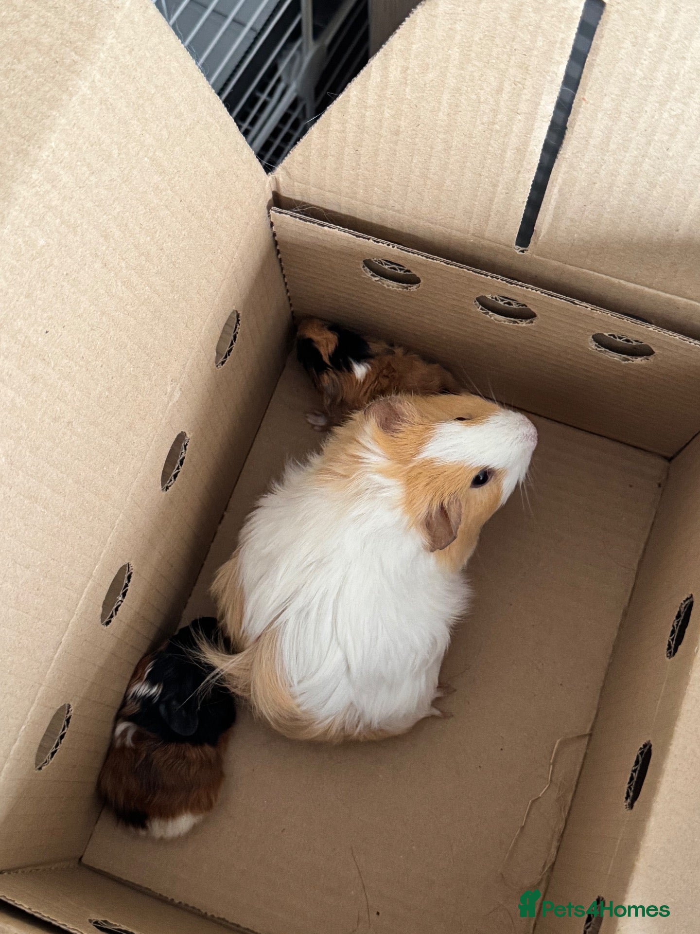 Guinea Pig rodents for sale: Guinea pig brothers for rehoming - Advert 1