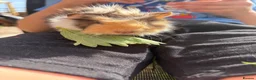 Guinea Pig rodents for sale: RESERVED 5 baby guinea pigs available 21st June - Advert 17