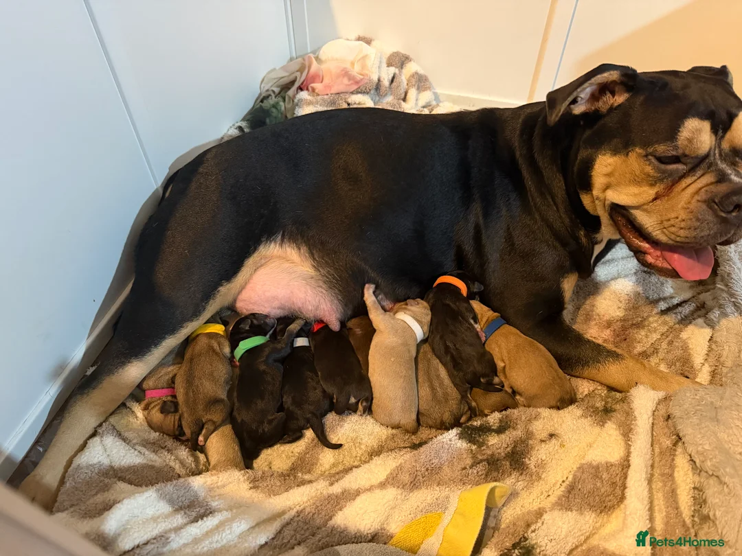 Mixed Breed dogs for sale: Shih-boodle - Advert 13