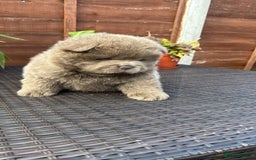 Chow Chow dogs for sale: 💫Stunning Chows Available 🥰❤️ - Image 32