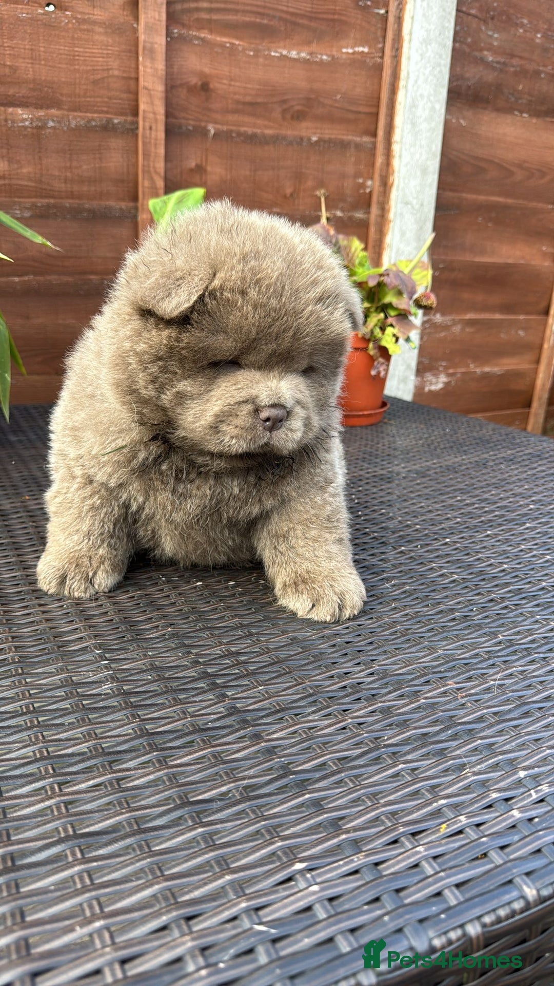 Chow Chow dogs for sale: 💫Stunning Chows Available 🥰❤️ - Image 32
