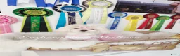 Maltese dogs for sale: Tiny KC Reg. Korean Show line puppies!  - Advert 8