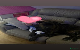 Cane Corso dogs for sale: Cane Corso 8 months old  - Image 1