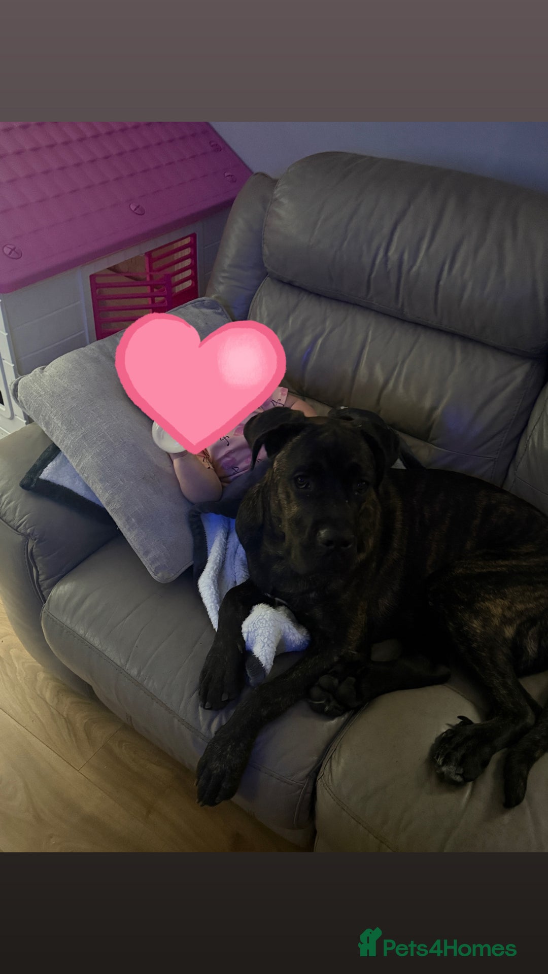 Cane Corso dogs for sale: Cane Corso 8 months old  - Image 1