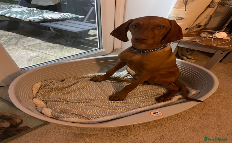 Hungarian Vizsla dogs - Advert 2