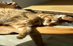 British Longhair cats for sale: Beautiful Ginger Male Cat - Gus - Advert 9