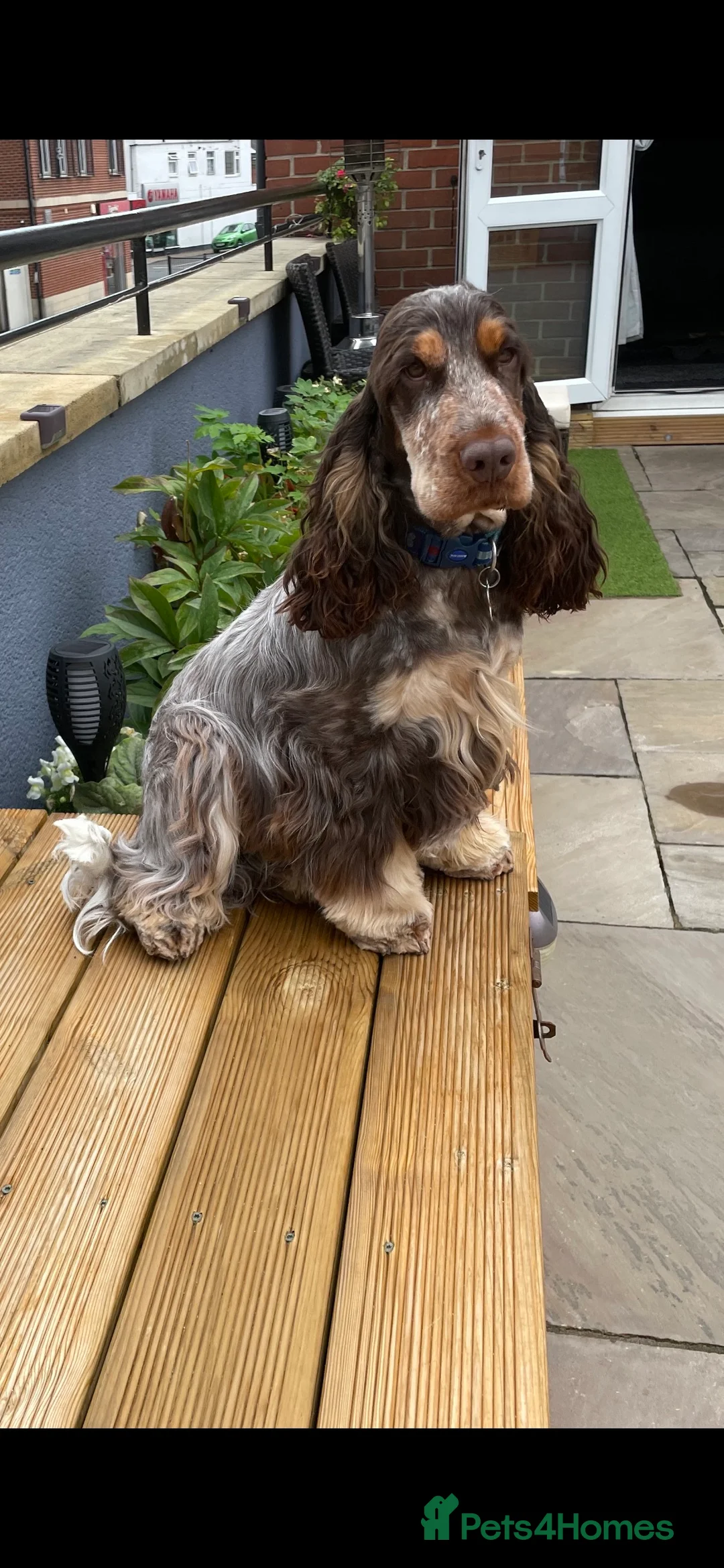 Cocker Spaniel dogs for stud: KC REG SHOW COCKER SPANIEL STUD in Gosport - Advert 4