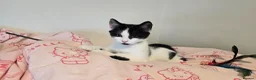 Turkish Angora cats for sale: 5 wonderful fur babies (4girls,1boy) - Advert 4