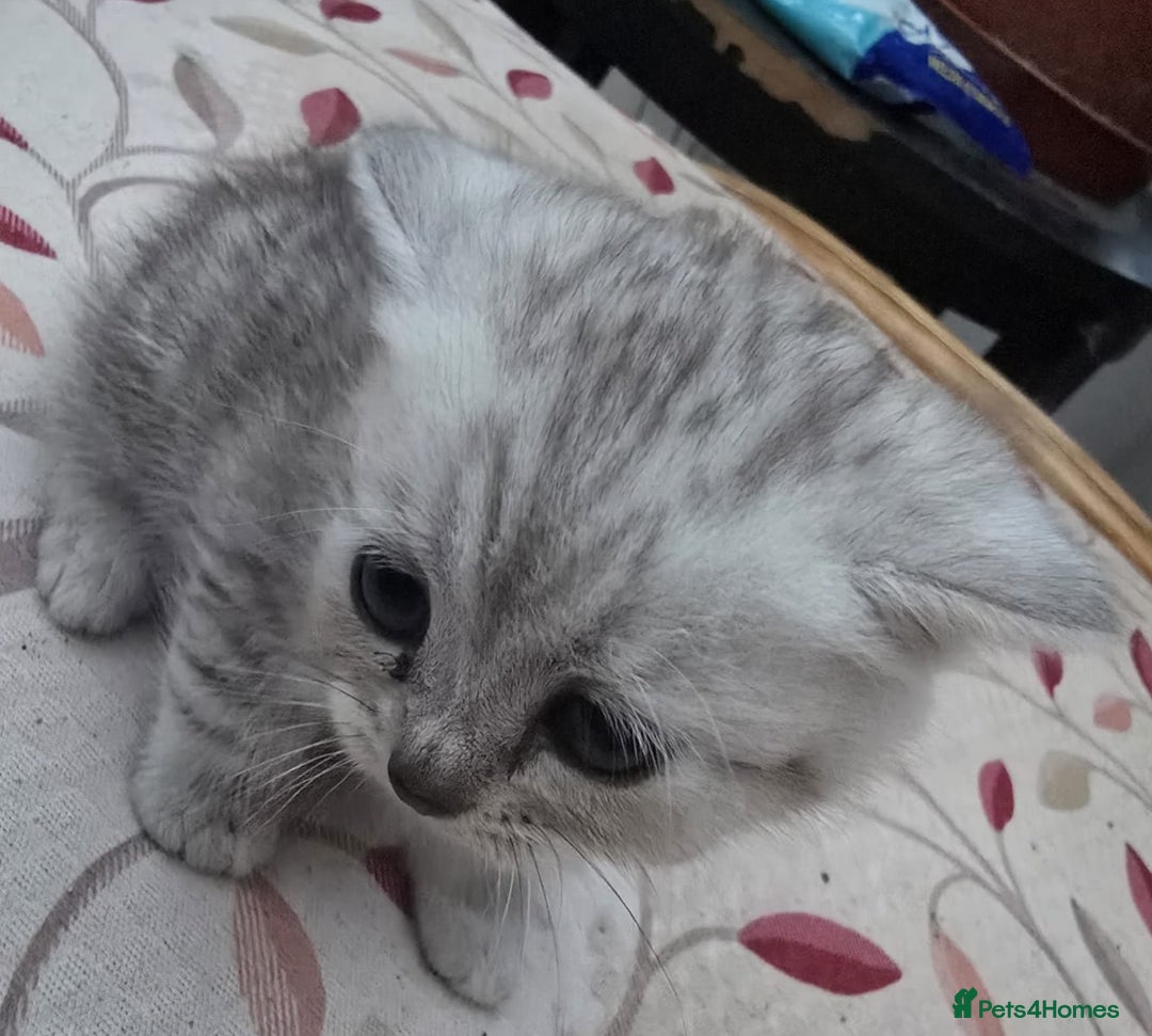 British Shorthair cats for sale: Adorable British Shorthair Kittens–Ready for Home! - Image 11