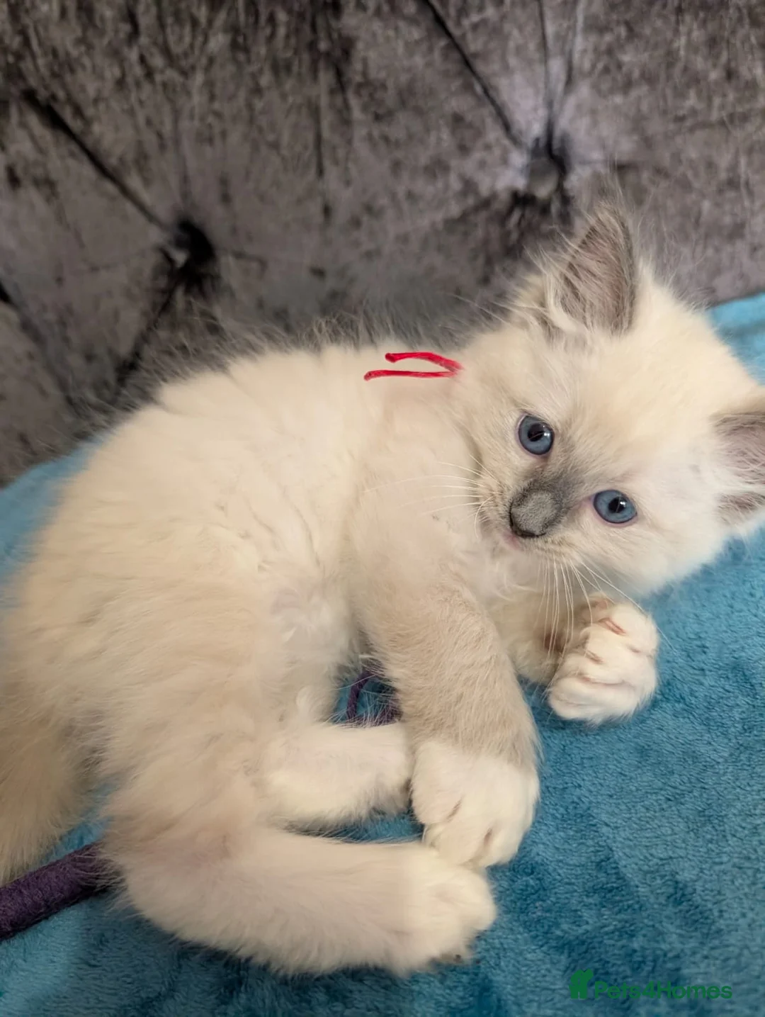 Ragdoll cats for sale: 🩷 GCCF🩷1  BLUE POINT MITTED RAGDOLLS LEFT - Advert 18