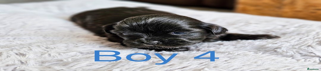 Shih Tzu Puppy 7