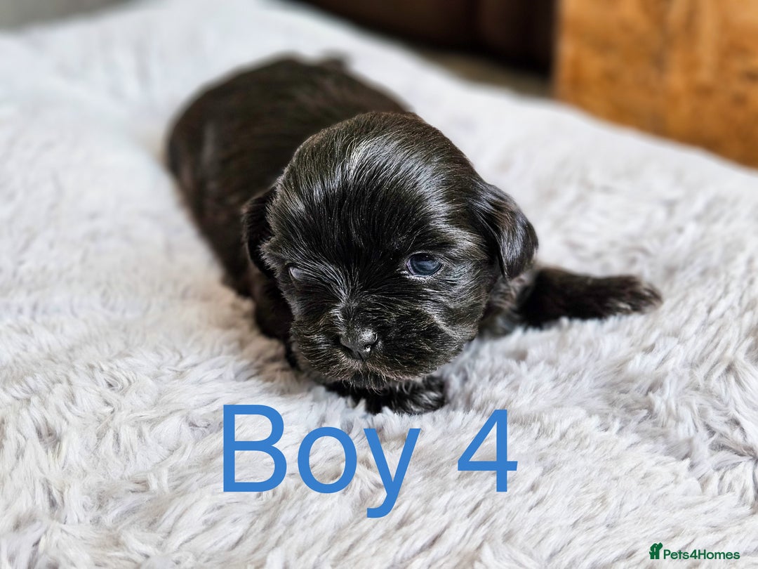 Shih Tzu dogs for sale: Shih Tzu puppies - Image 7