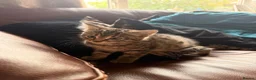 Mixed Breed cats for sale: 4 kittens 2 boys 2 girls  - Advert 4