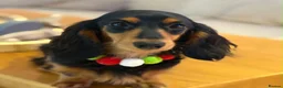 Miniature Dachshund dogs for sale: Tiny long haired dachshund available !  - Advert 11