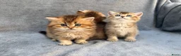 British Longhair cats for sale: Pedigree British longhair golden chocolate lilac - Advert 15