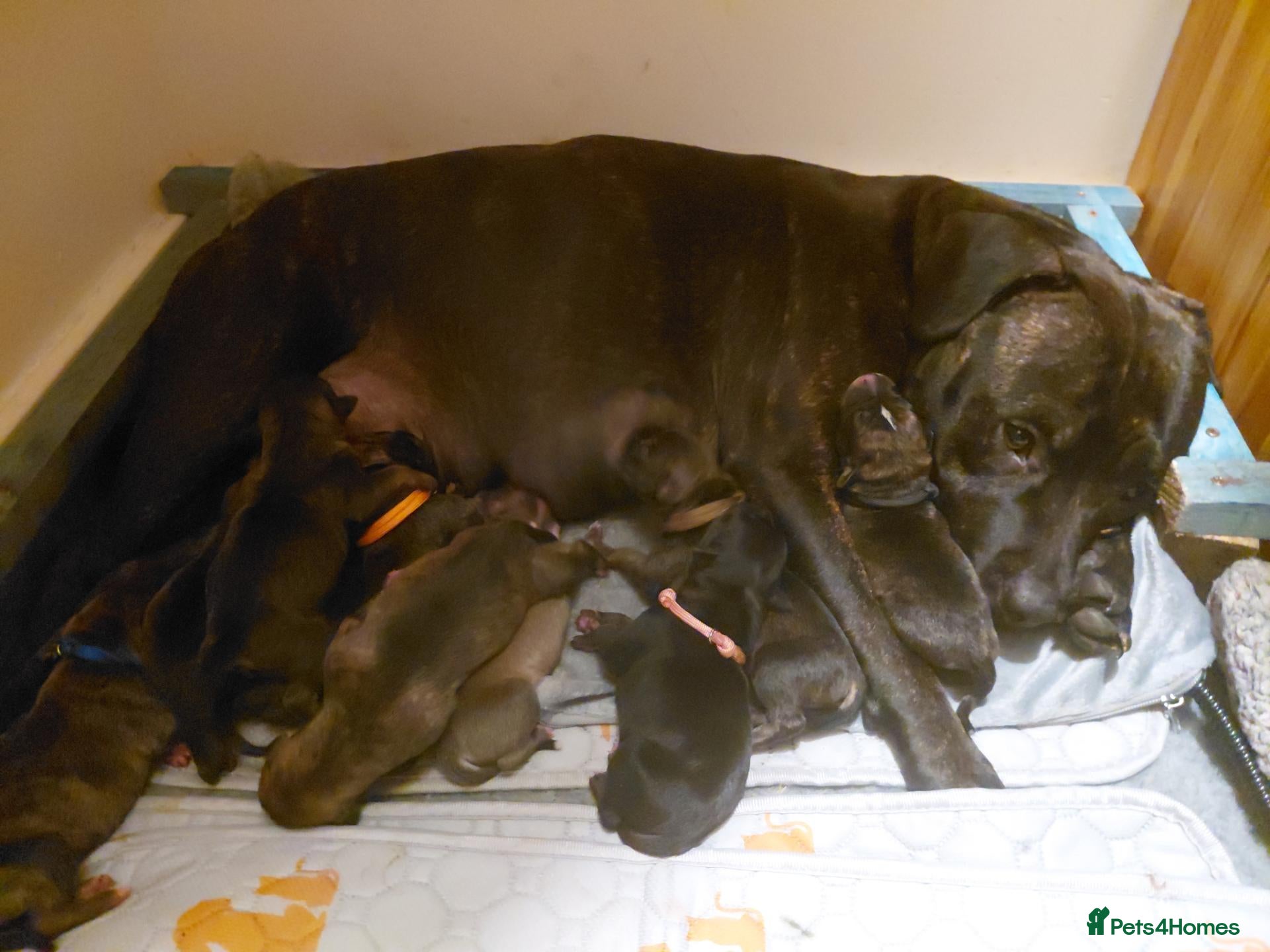 Mixed Breed dogs for sale: Staffy x whippet puppies - Advert 13