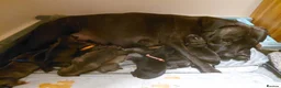 Mixed Breed dogs for sale: Staffy x whippet puppies in Uckfield - Advert 2