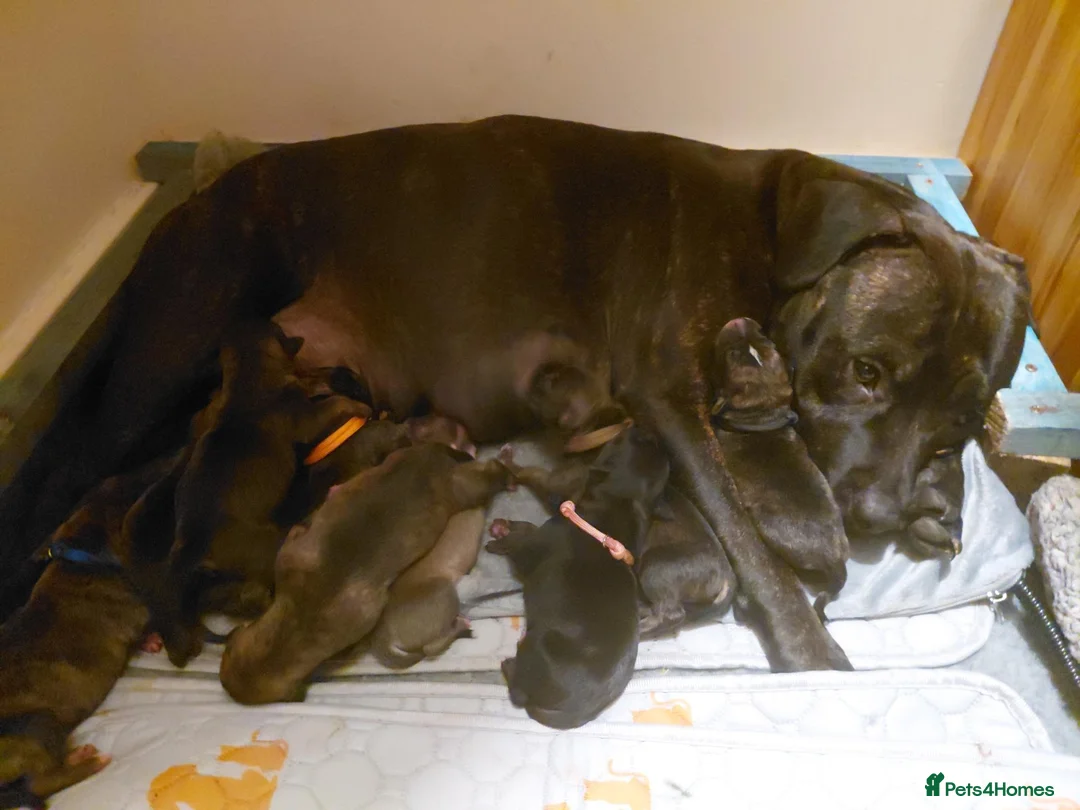 Mixed Breed dogs for sale: Staffy x whippet puppies in Uckfield - Advert 2