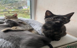 Maine Coon cats for sale: Maine coon x bengal kittens  - Image 6