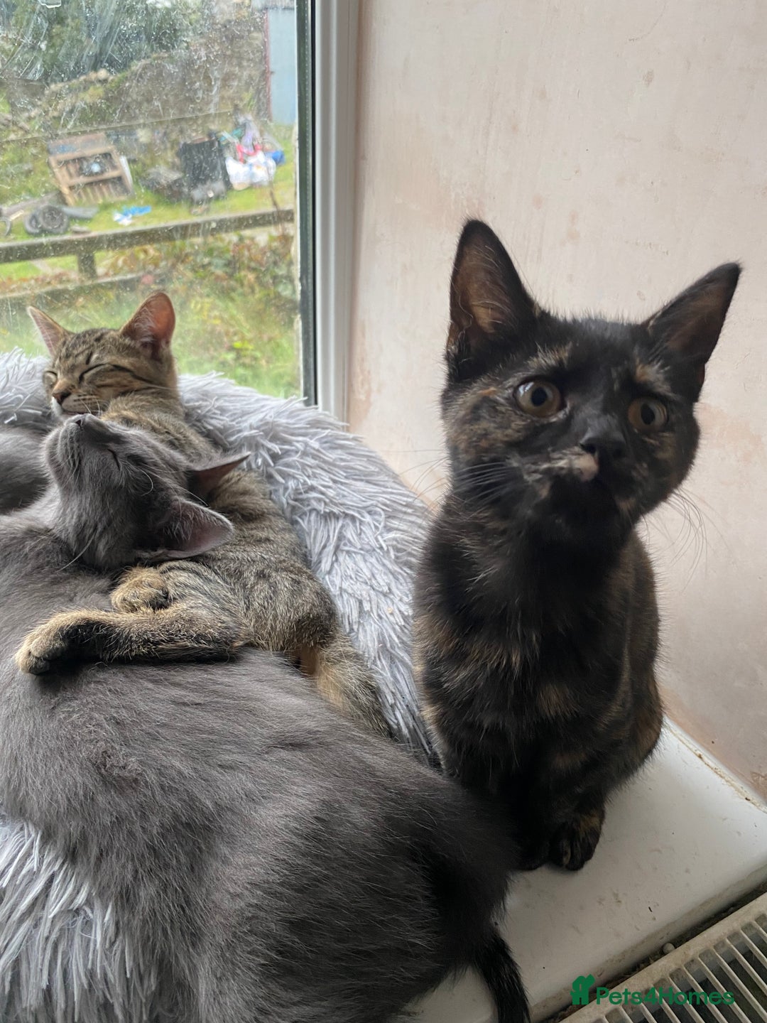 Maine Coon cats for sale: Maine coon x bengal kittens  - Image 6
