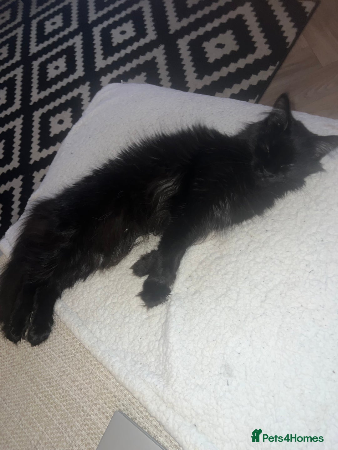 Maine Coon cats for sale: Willow  - Advert 3