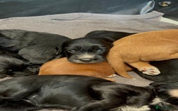 Cockapoo dogs for sale: Exceptional cockapoo pups- 1 Boy, 1 Girl left!! - Image 14