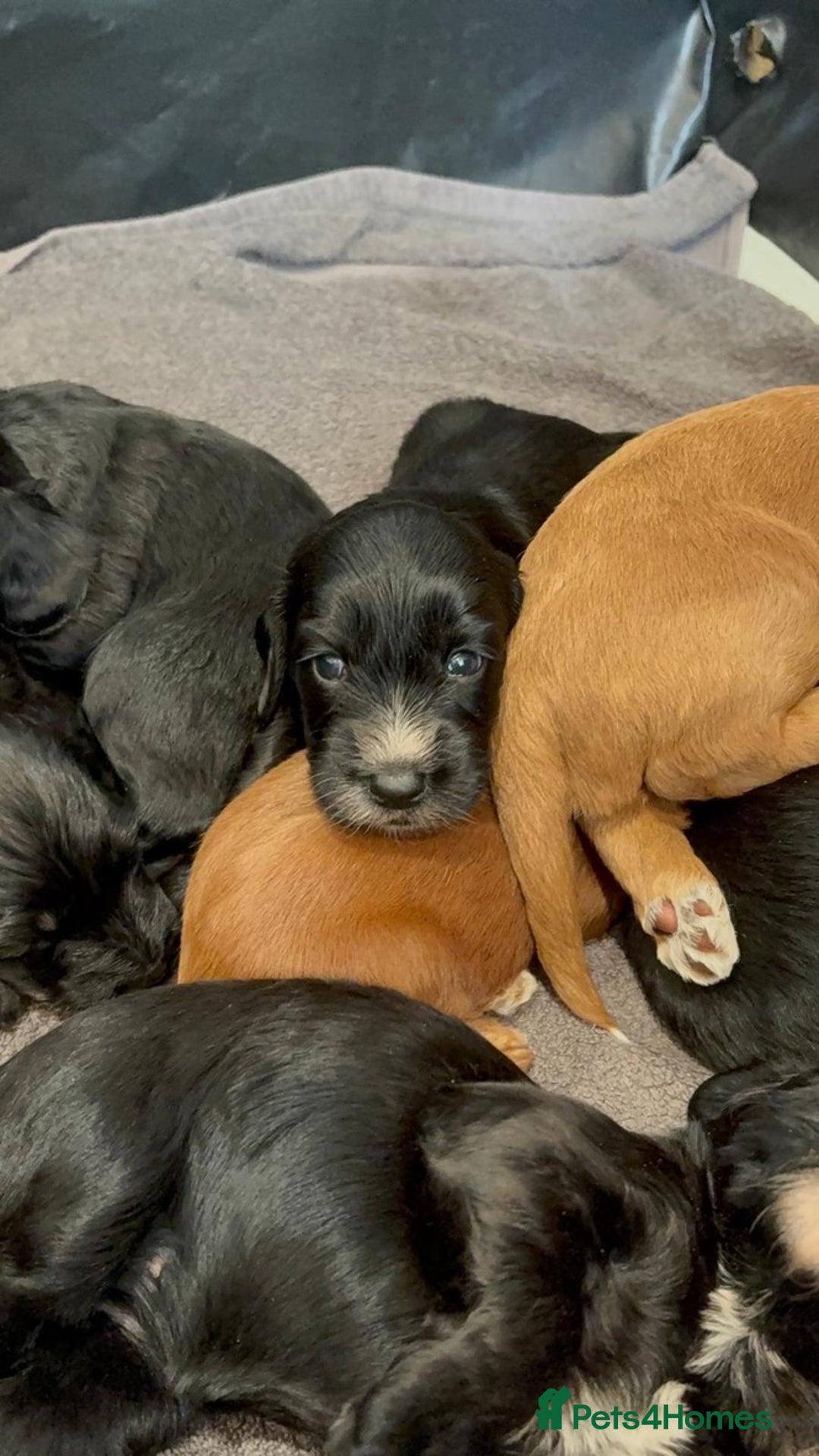 Cockapoo dogs for sale: Exceptional cockapoo pups- 1 Boy, 1 Girl left!! - Image 14