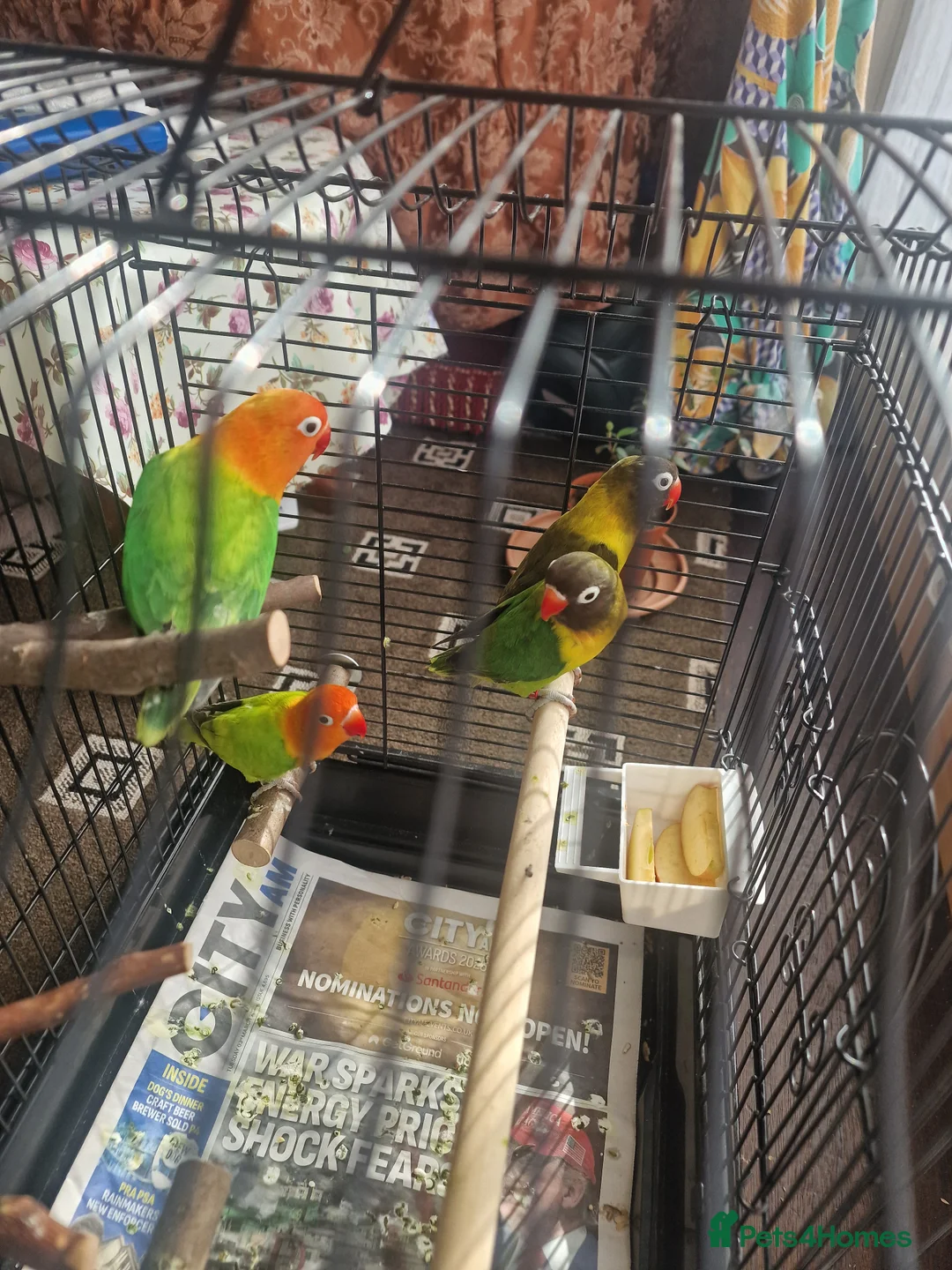 Lovebirds birds for sale: Love birds - Advert 1