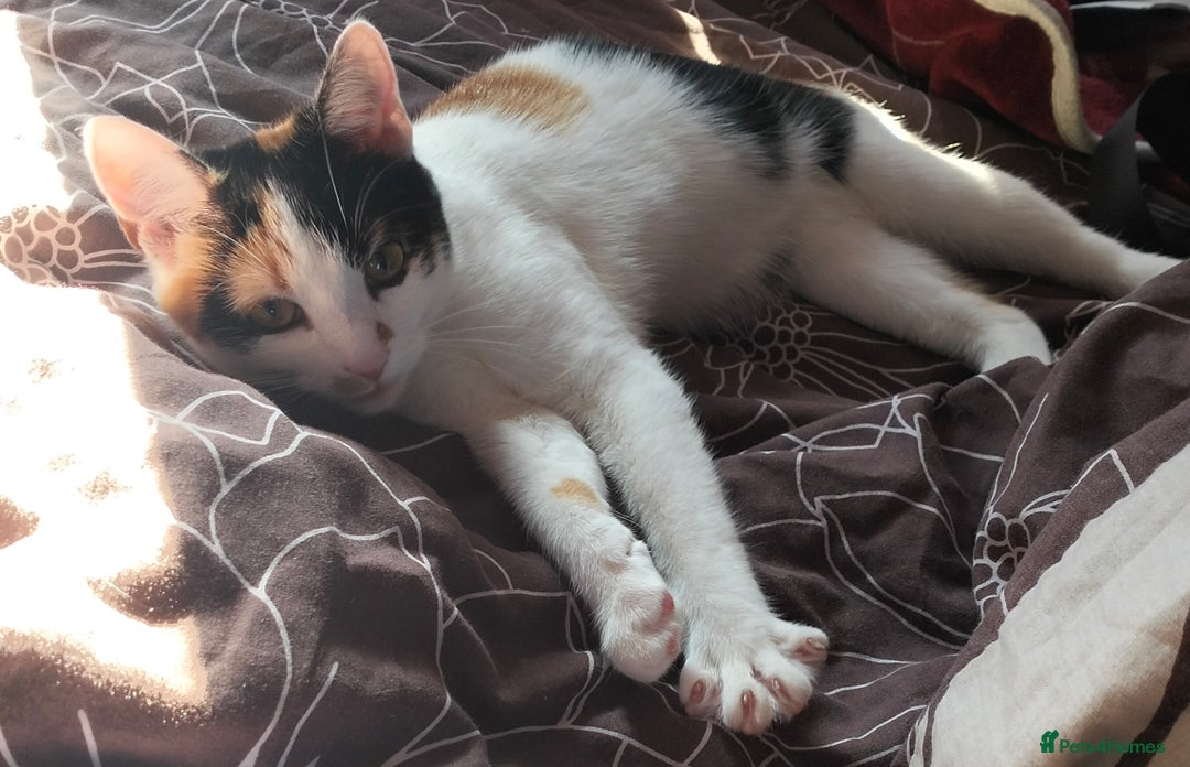 American Wirehair cats for sale: Cute cat to rehome - Image 1