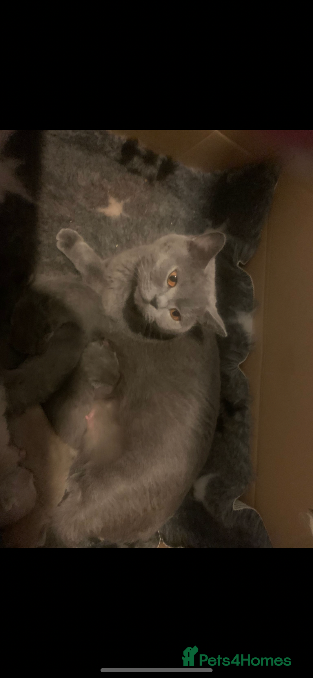 British Shorthair cats for sale: Beautiful British shorthair kittens  - Advert 1