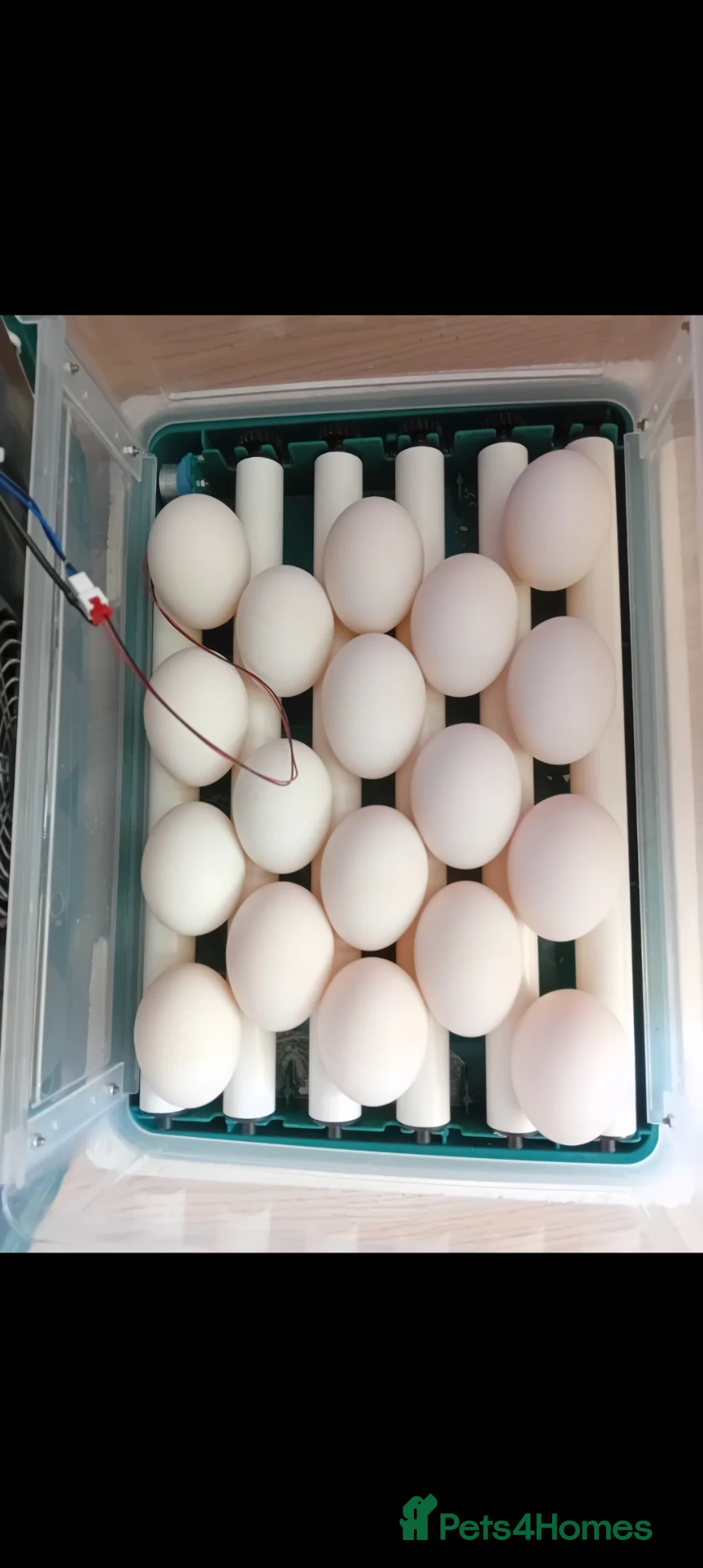 Ducks poultry for sale: 6 fertilized pekin duck eggs for sale in South Ockendon - Advert 2
