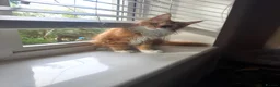 Maine Coon cats for sale: BEAUTIFUL BOY MAINE COON AVAILABLE  - Advert 11