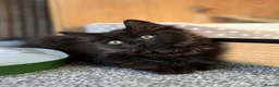 Maine Coon cats for adoption: Beautiful Part Maine Coon Kitten For Sale  - Advert 4