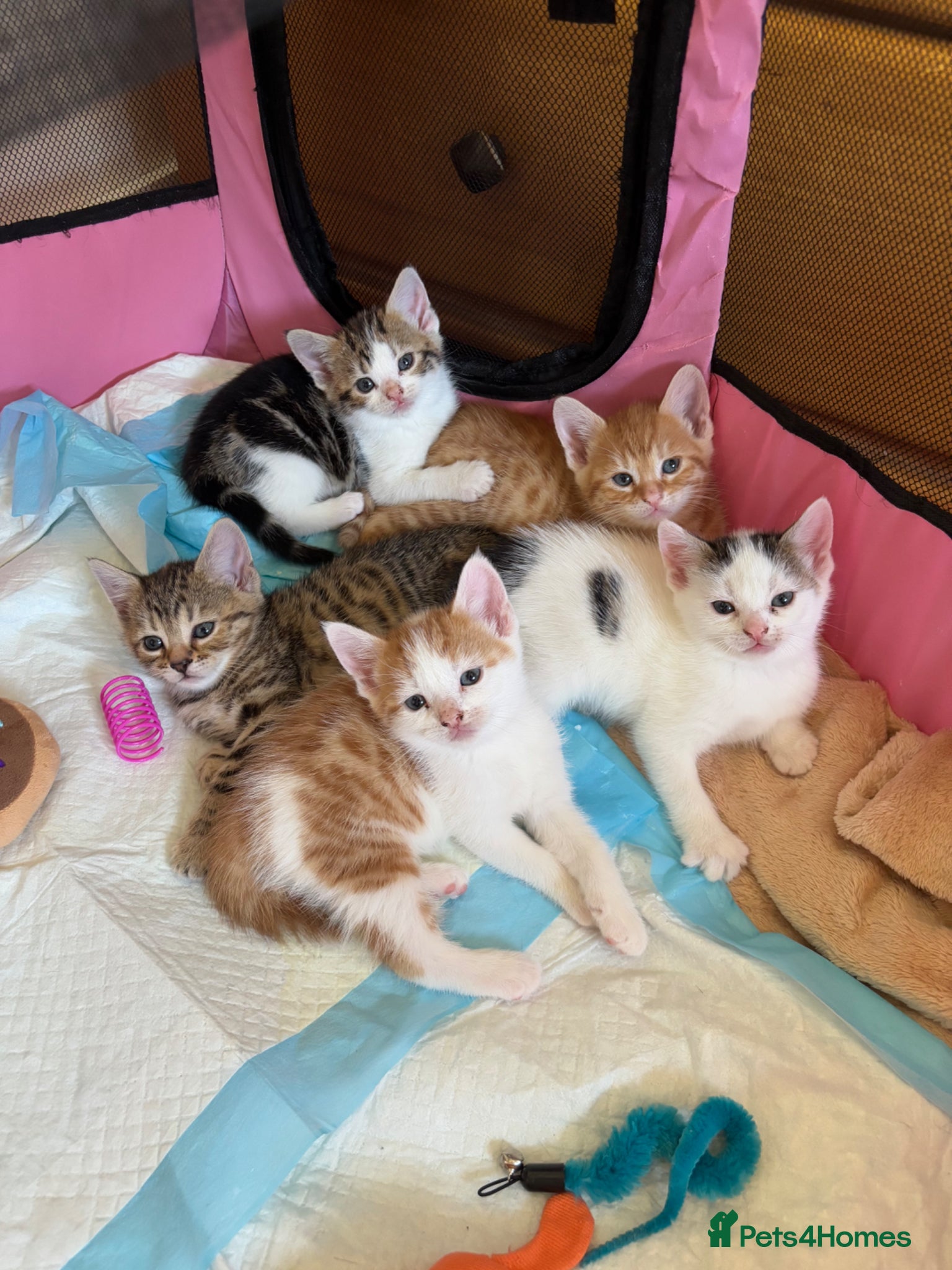 Domestic Shorthair cats Adorable playful kittens ready for loving homes! - Advert 10