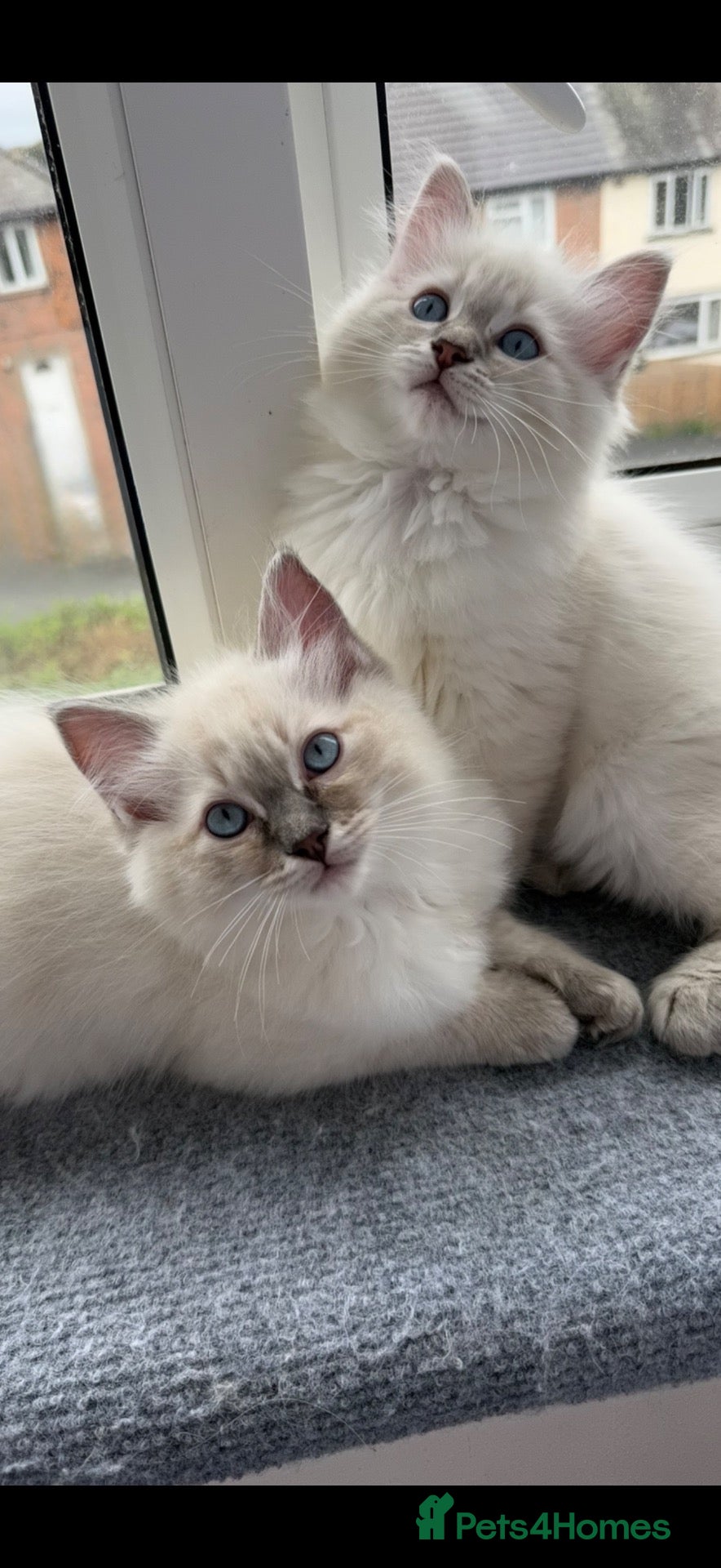 Ragdoll cats READY FOR NEW HOME NOW Chunky Ragdoll  Kittens   - Advert 1