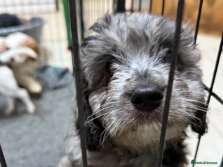 Cavapoo dogs Extensively health tested stunning cavapoo’s - Advert 12