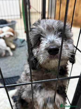 Cavapoo dogs Extensively health tested stunning cavapoo’s - Advert 7