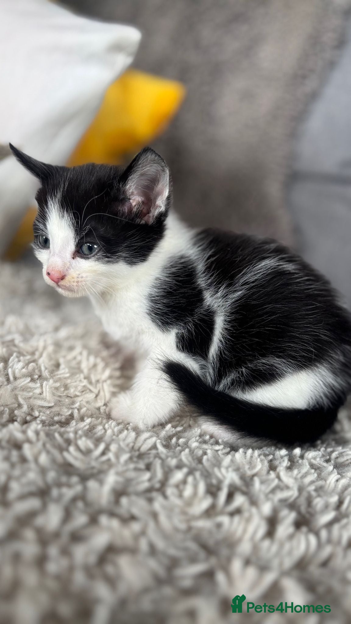 Mixed Breed cats for sale: BEAUTIFUL KITTENS FOR SALE!💕 in Sandbach - Advert 26