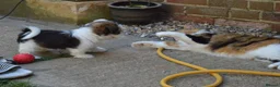 Mixed Breed dogs for sale: Arlo 5yr old shih zhu X jack russell - Advert 5