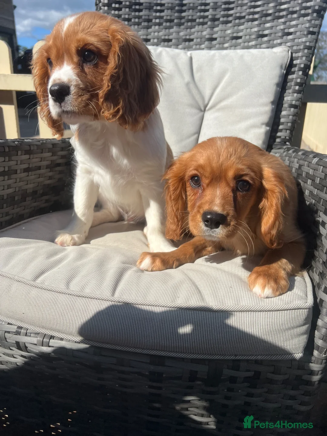 Cavalier King Charles Spaniel dogs for sale: Cavalier King Charles spaniel puppies READY NOW! in Uttoxeter - Advert 1