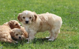 Cavapoochon dogs for sale: Beautiful Cavapoochon puppies for sale - Image 30