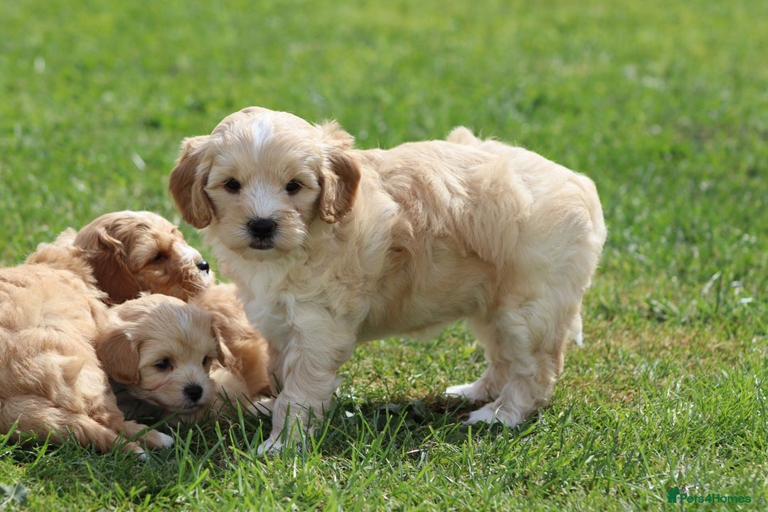 Cavapoochon dogs for sale: Beautiful Cavapoochon puppies for sale - Image 30