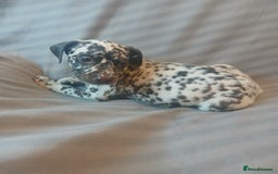 Dalmatian dogs for sale: Dalmatian Ready to home 1×girl 1× boy(£550)) - Image 26