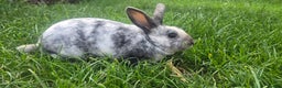 Rex rabbits for sale: 3 Mini rex 13 weeks old - Advert 10