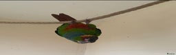 Conures birds for sale: Blue Throated Conure - Advert 1